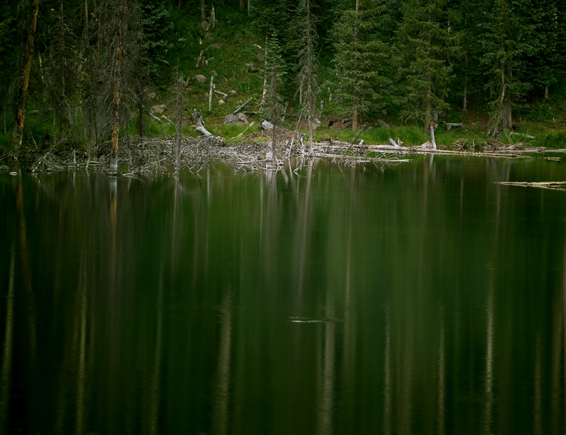 Water Firs by Albert Yanowich Jr.