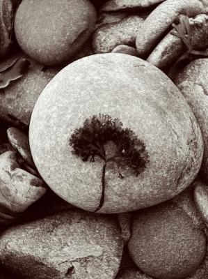 Seaweed, Lawrencetown Beach