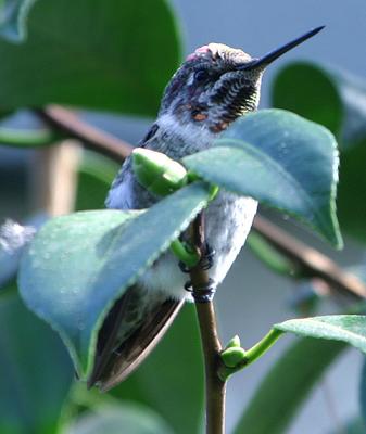 hummingbird 20040724
