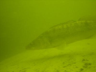 DSC03342_tm.jpg