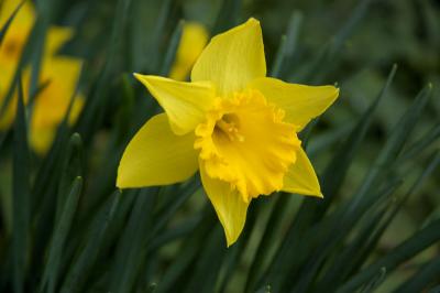 Daffodil
