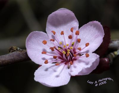 Spring Fling ThingMarch 4