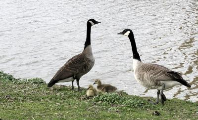 Family Of Geese (reprise)