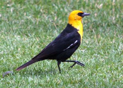 Yellow-Headed Blackbird