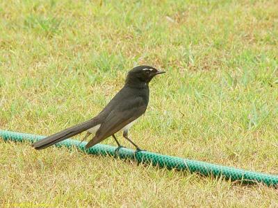 willie wagtail2