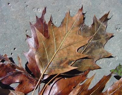 oak leaves