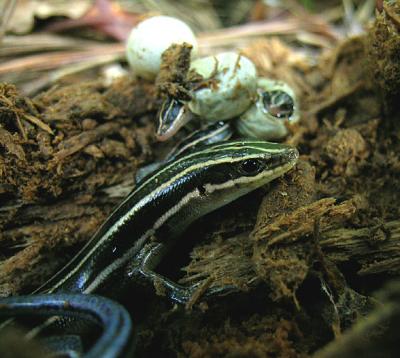 A closer view of the eggs