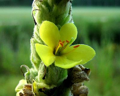  Mullein, Common