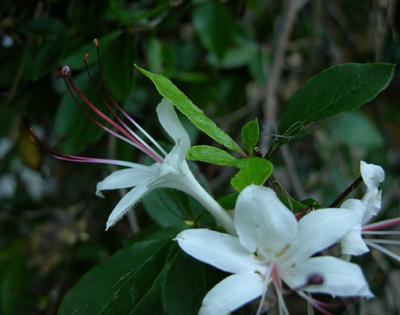 Azalea, Smooth