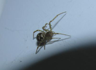 Triangulate Cobweb Spider