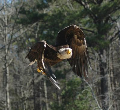 u35/lejun/medium/40499652.eagle11inflightgood.jpg