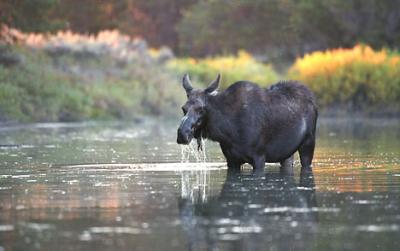 Moose at Cattleman's Bridge .jpg