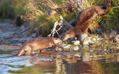 3 Otters .jpg