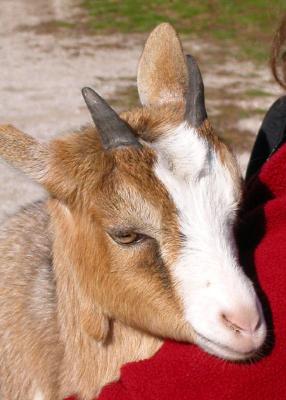 What a sweet face