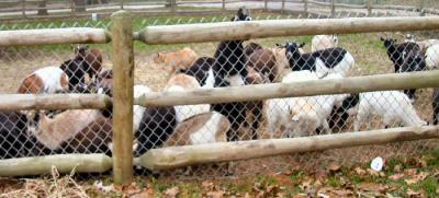 Here are the goats at Grant's Farm, hard to decide