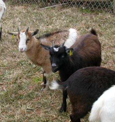 Note the black doe with blue eyes