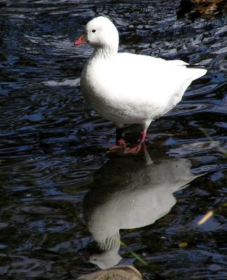 u35/lesliej/medium/22962652.snowgoosereflection2.jpg