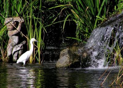 waterfall_and_snowy_egret