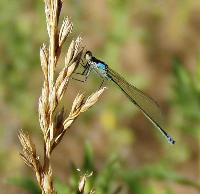 bl fronted forktail maybe.jpg