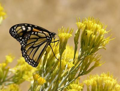 monarch_mt_pinos.jpg