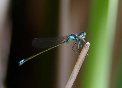 western forktail maybe.jpg