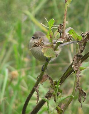 bushtits_and_wrentits