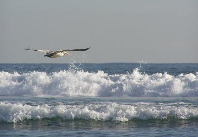 br pelican surf.jpg