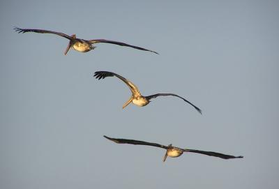 br pelicans in flight.jpg