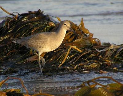 willet 1103.jpg