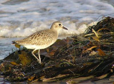 u35/lesliej/medium/23410114.blackbelliedplover.jpg