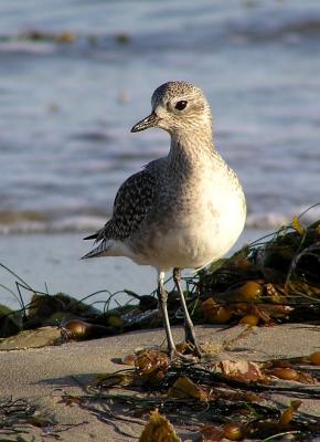 u35/lesliej/medium/23410115.blackbelliedplover2.jpg