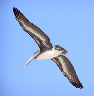 pelican in flight.jpg