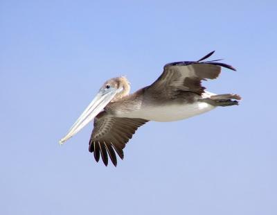 pelican in flight 2.jpg