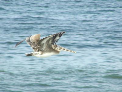pelican in flight blue water.jpg