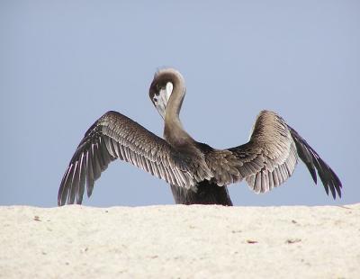brown_pelicans_ventura_july_04