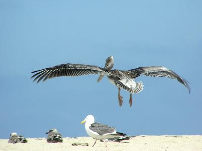 pelican take off.jpg