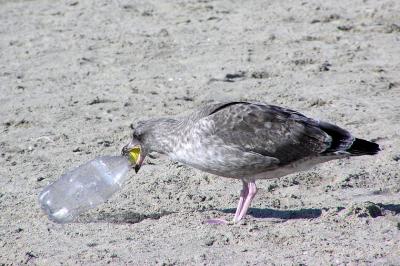 western_gull_and_bottle