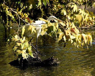 great egret.jpg