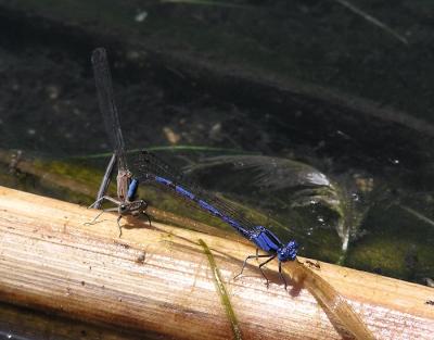 bluets in tandem.jpg