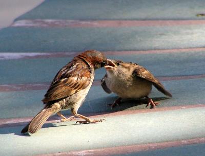 house sparrows 3.jpg