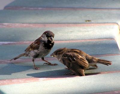 house sparrows 4.jpg