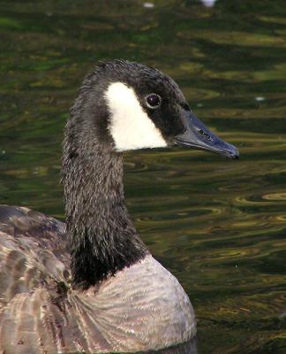 canada goose portrait.jpg