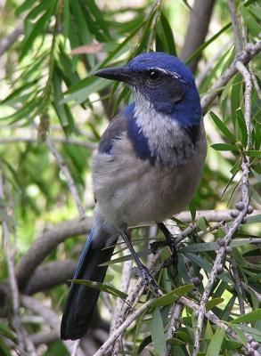 scrub jay 3.jpg