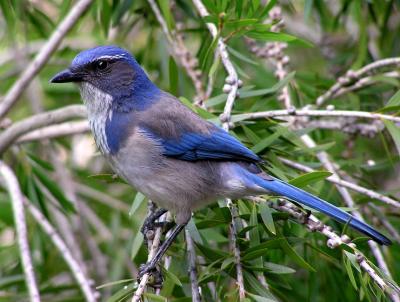 scrub jay 4.jpg