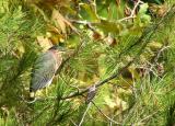 GREEN HERON IN A TREE.JPG