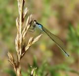 bl fronted forktail maybe.jpg