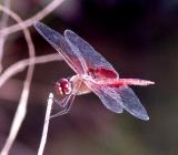 Red Saddlebags 2.jpg