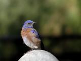 western blue male 3.jpg