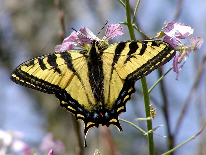 western tiger swallowtail 0303.jpg