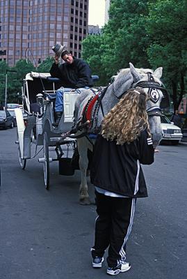 Boston horse cabby.